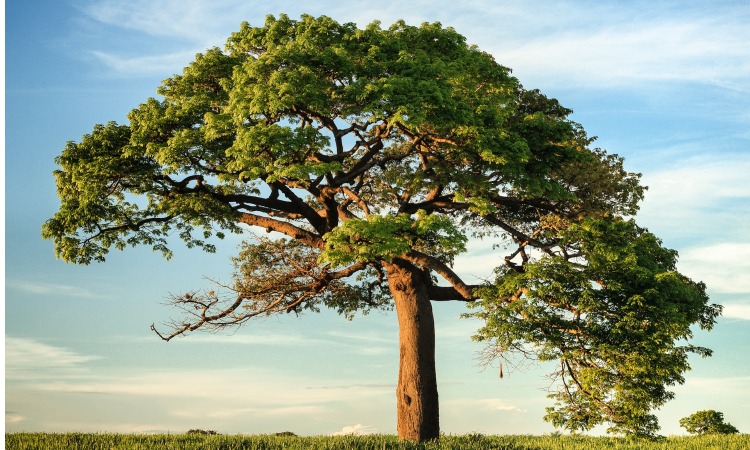 Understanding the Benefits of Tree Pruning: A Guide for Tampa Homeowners
